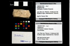 Foto (Objekt + Etikett) von Distefania sp.  (NHMW-GEO-1990-0041-3301)